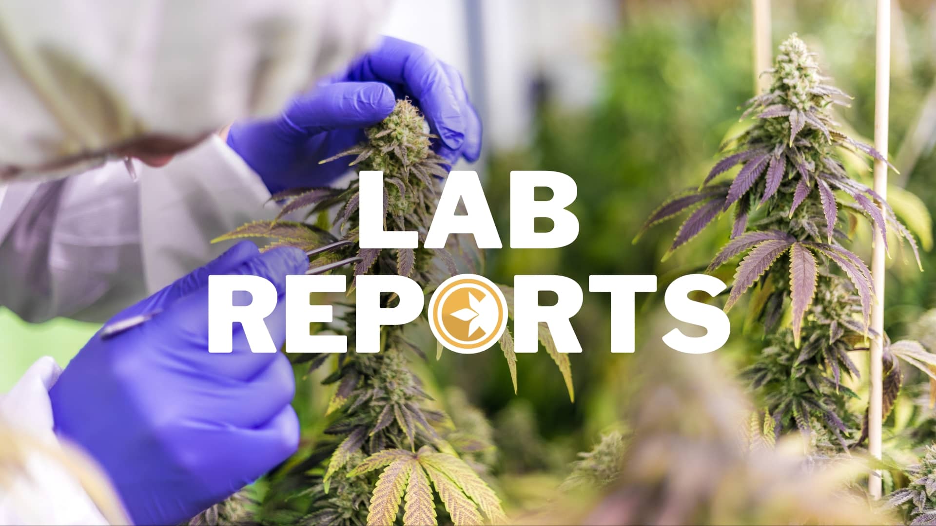 Cipher Hemp products lab reports banner